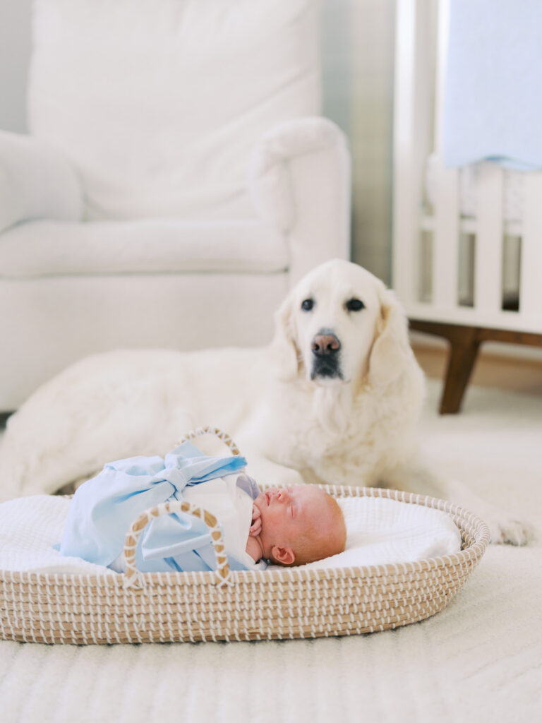 newborn baby boy with english golden retriever