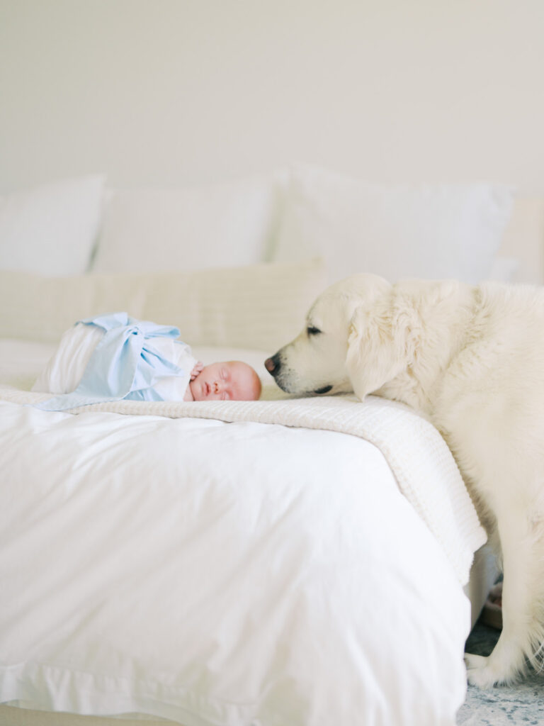 puppy smelling newborn baby boy in bed